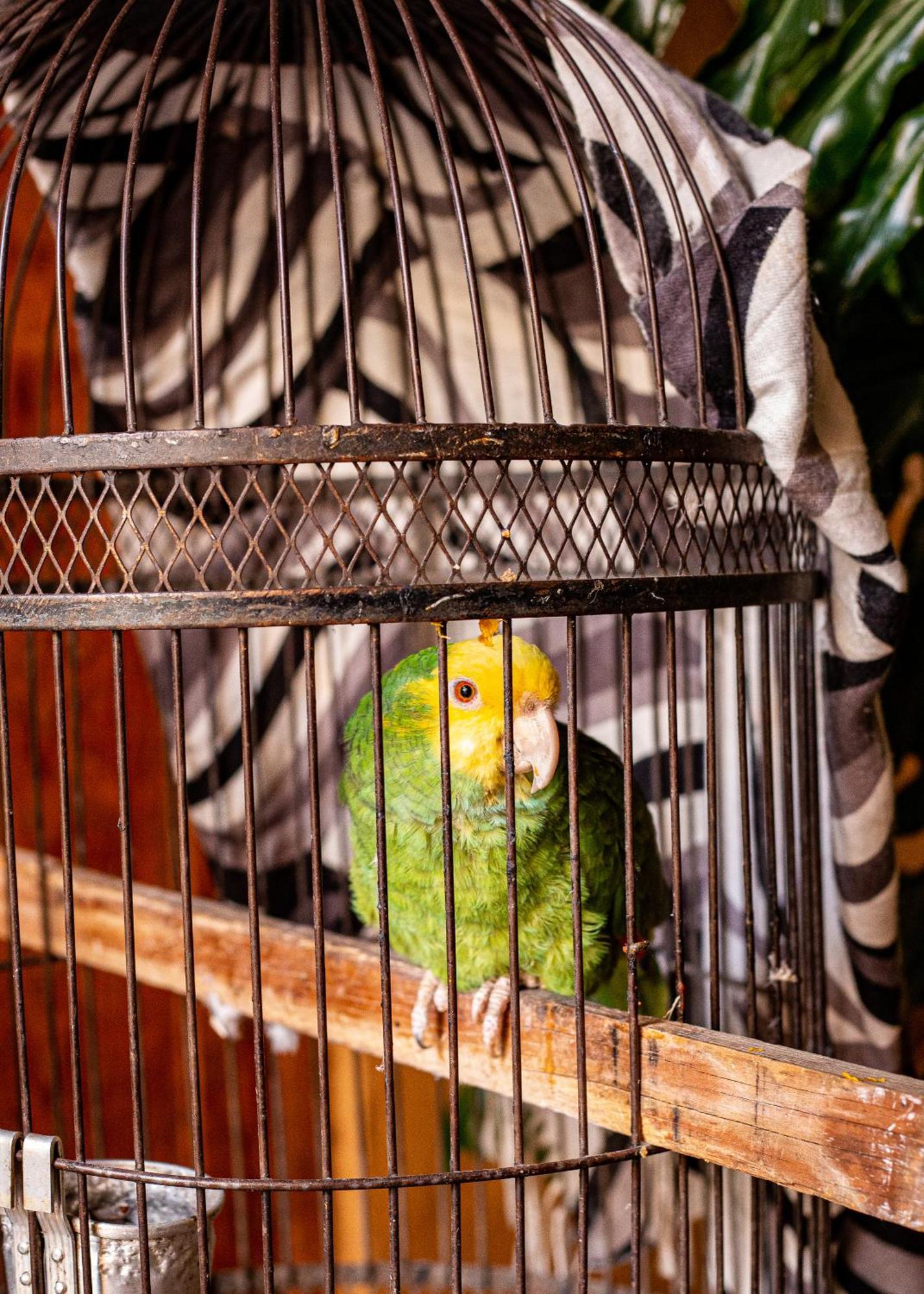 Posada El Palomar パツクアロ エクステリア 写真